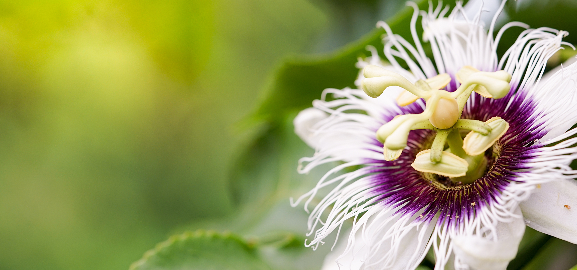 THE PASSION FLOWER EFFECT: WHAT IS IT & HOW DOES IT WORK?